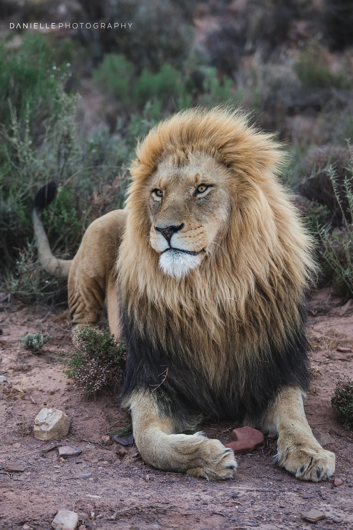 @DaniellePhotographySA_SOUTH AFRICA4.jpg