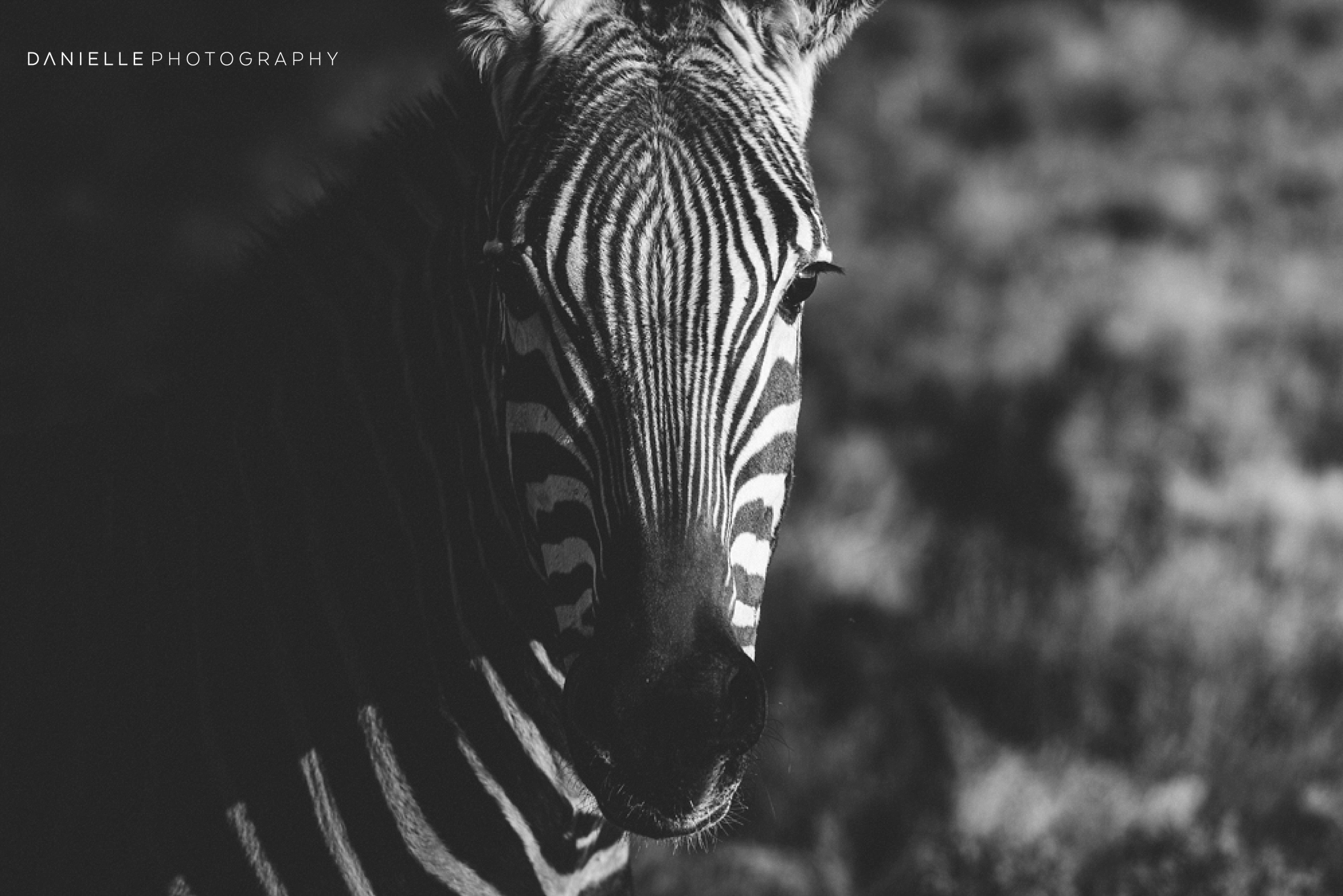 @DaniellePhotographySA_SOUTH AFRICA6.jpg