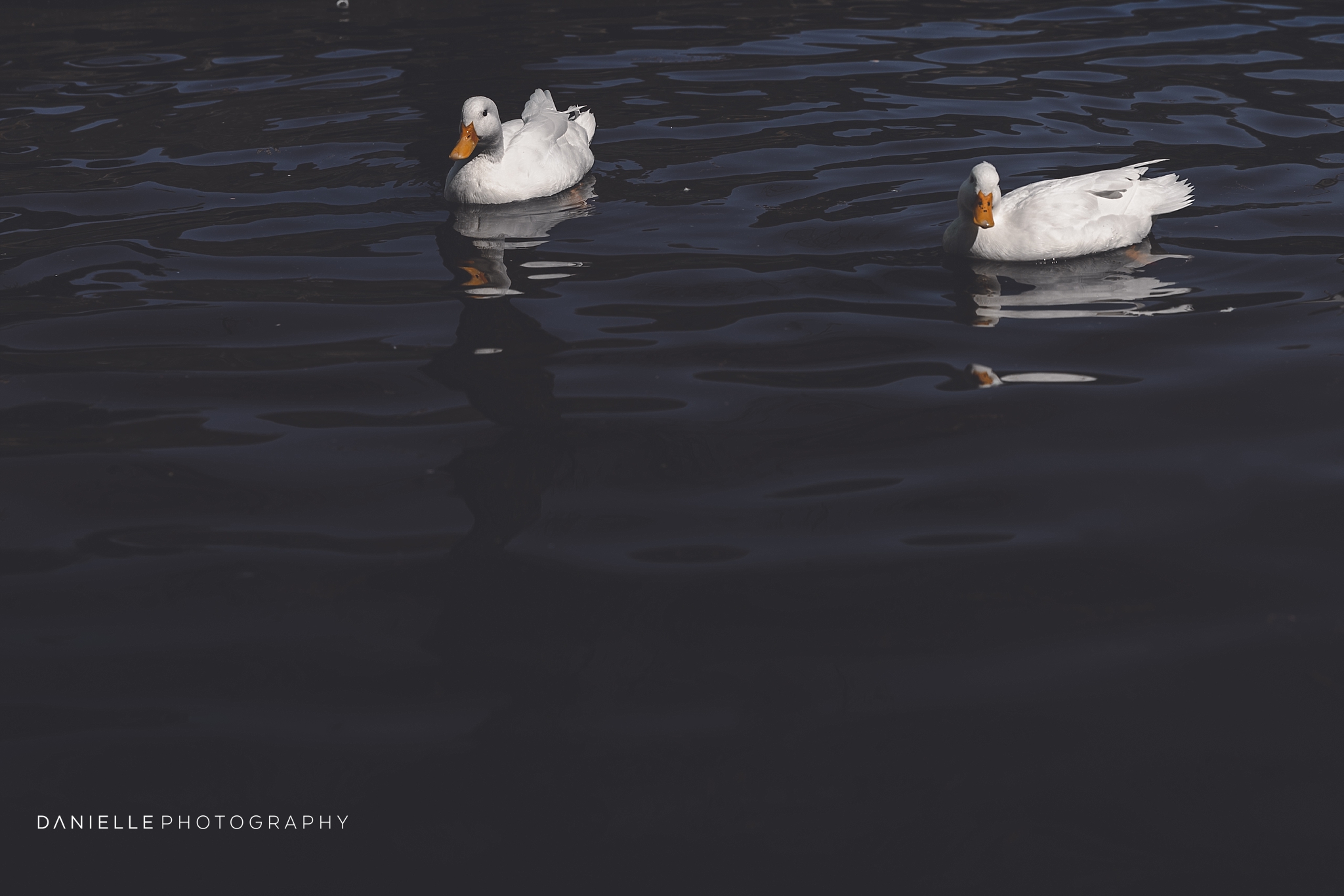 @DaniellePhotographySA_SOUTH AFRICA100.jpg