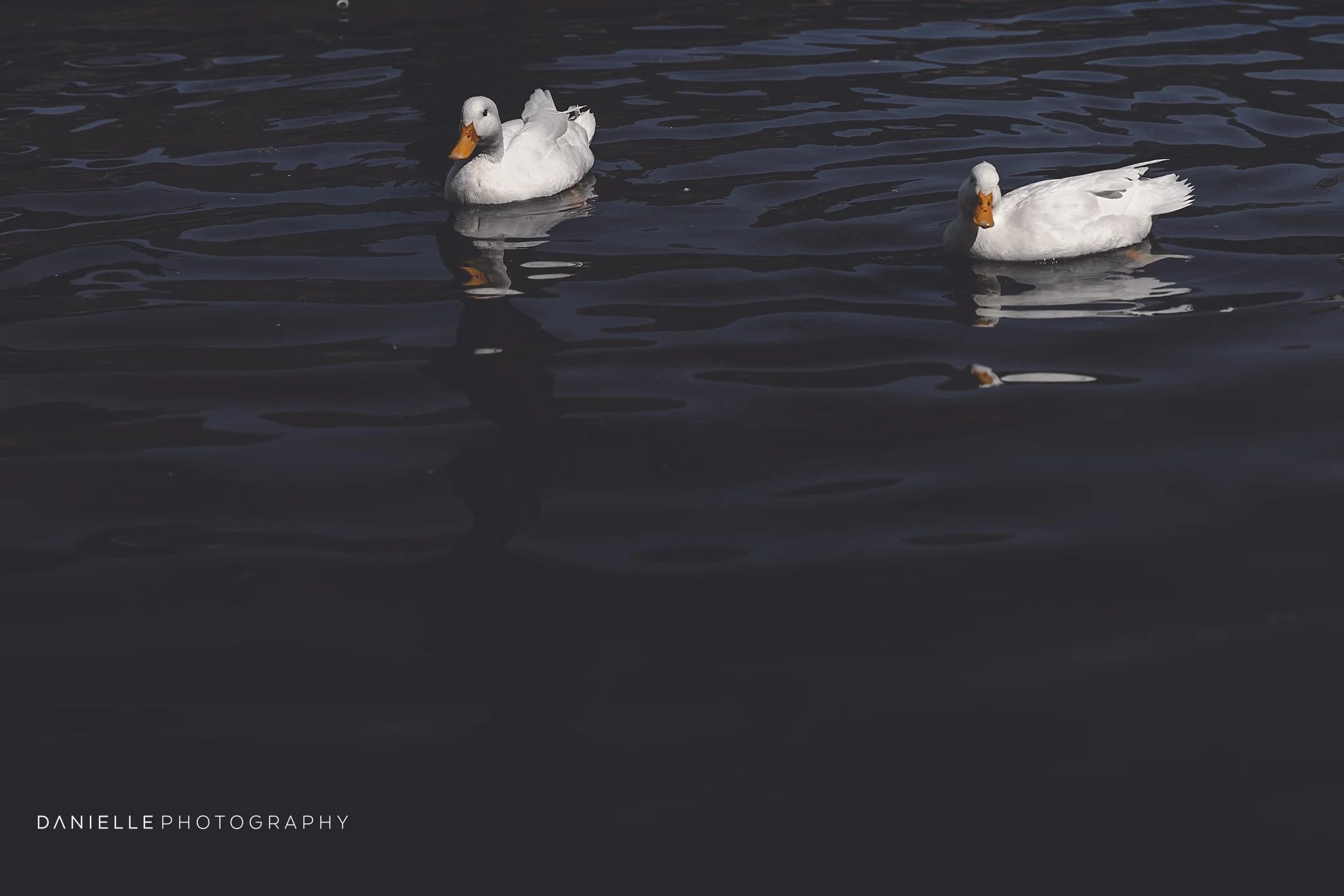 @DaniellePhotographySA_SOUTH AFRICA100.jpg
