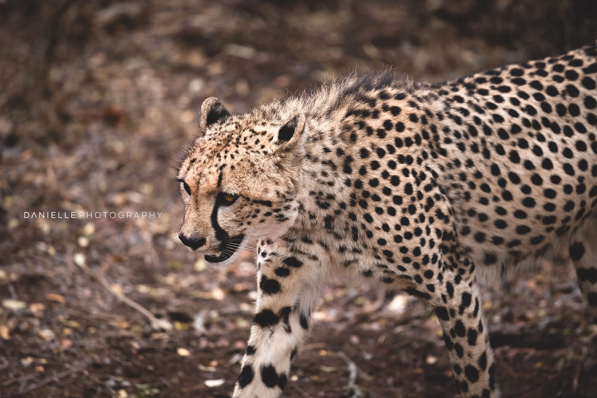 @DaniellePhotographySA_SOUTH AFRICA102.jpg