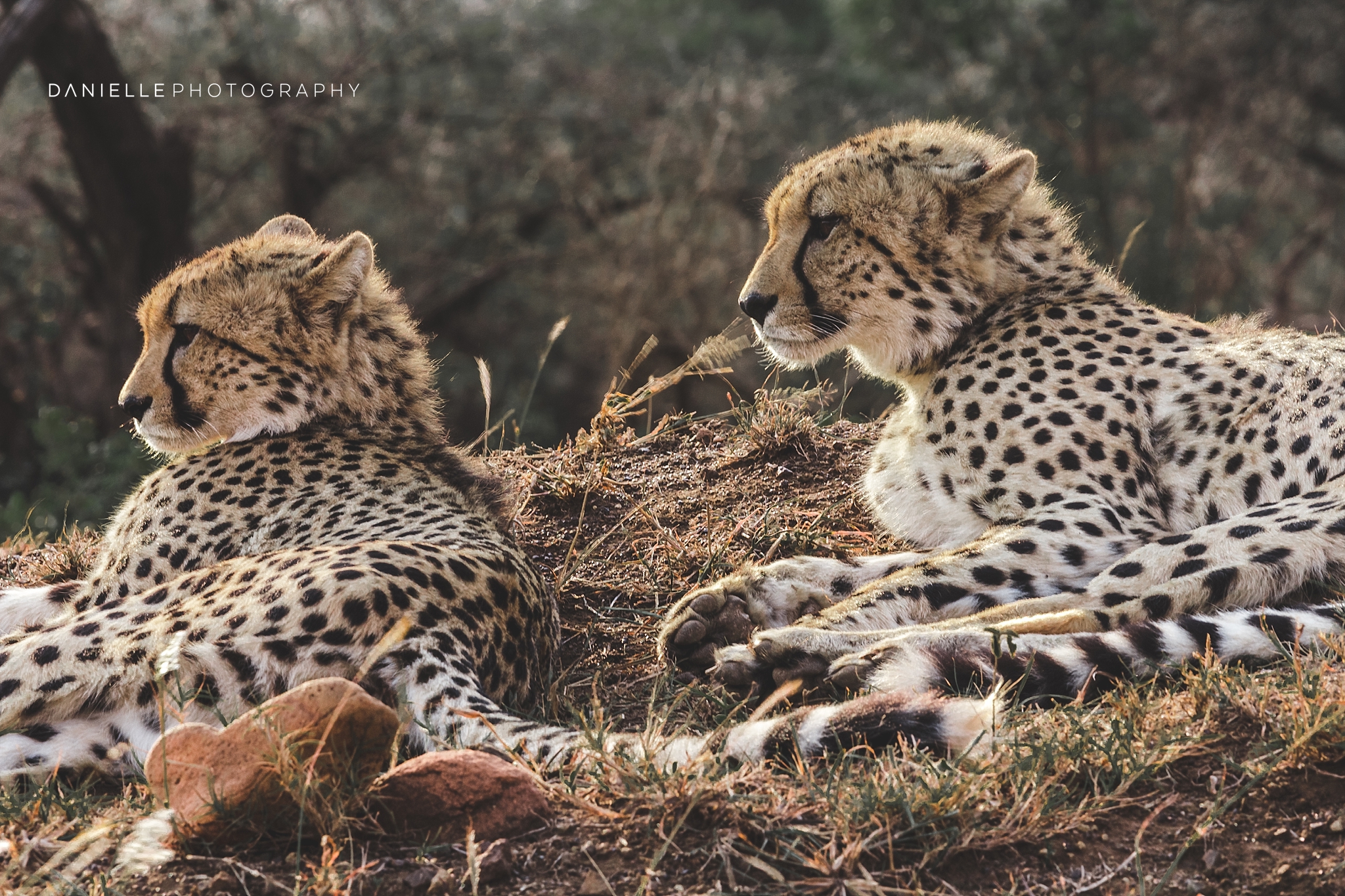 @DaniellePhotographySA_SOUTH AFRICA106.jpg