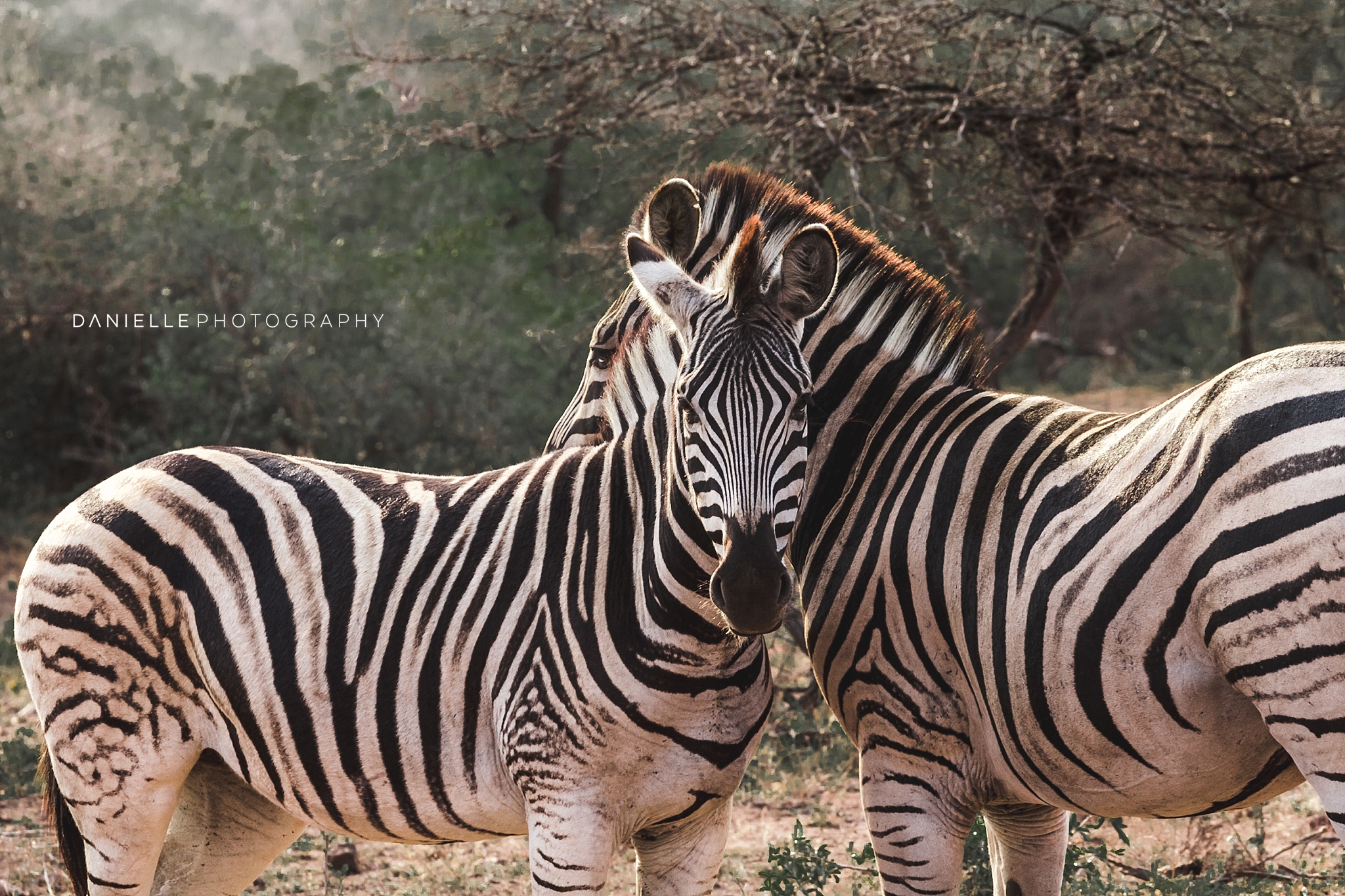 @DaniellePhotographySA_SOUTH AFRICA107.jpg