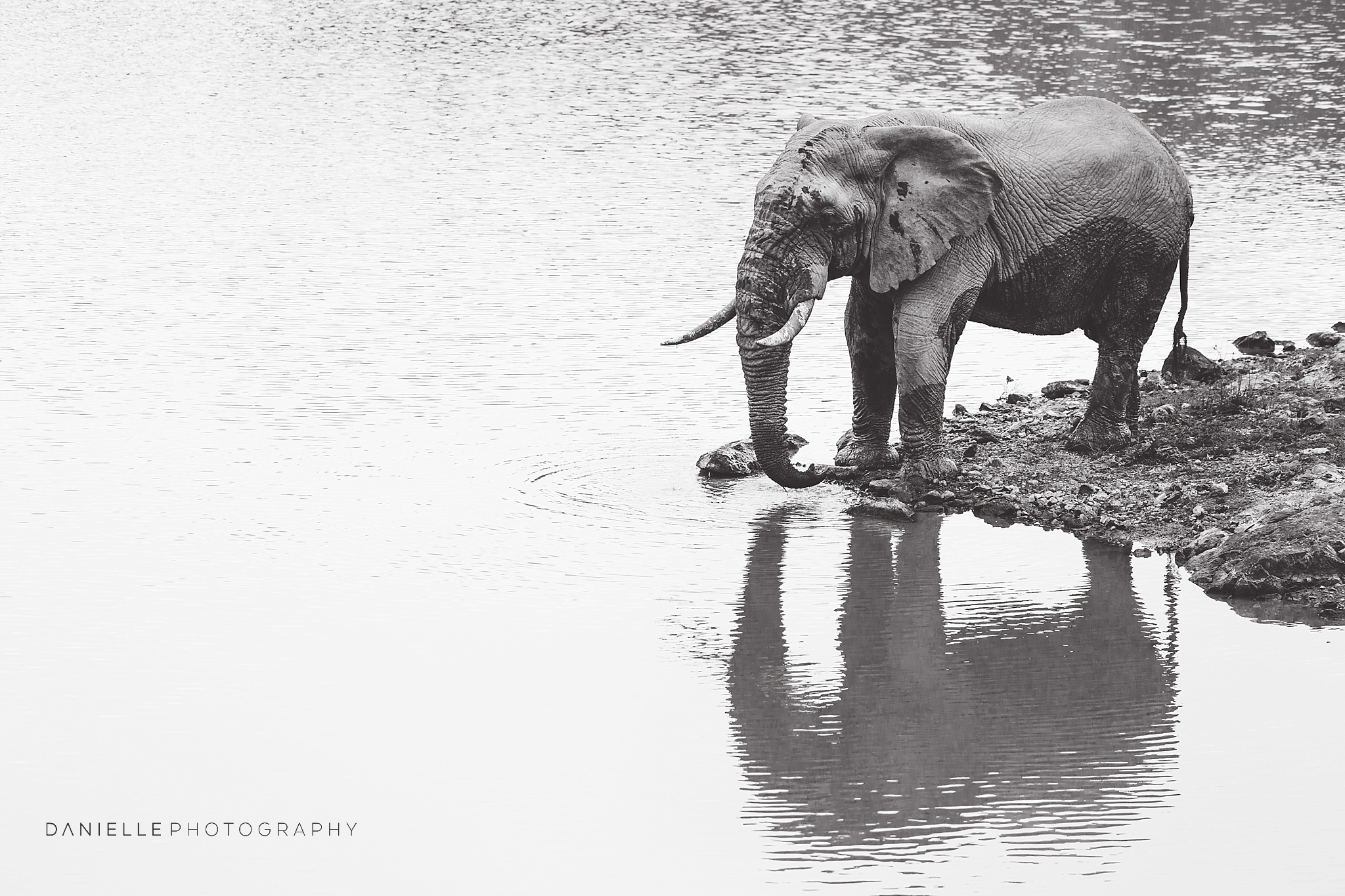 @DaniellePhotographySA_SOUTH AFRICA108.jpg