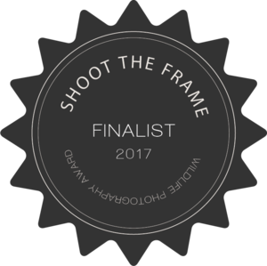 shoot_the_wild_finalist_badge_2017.png
