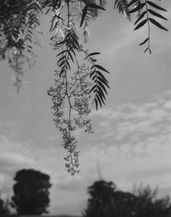 Olive Cotton, (1911-2003), Pepperina, 1985, Silver gelatin print