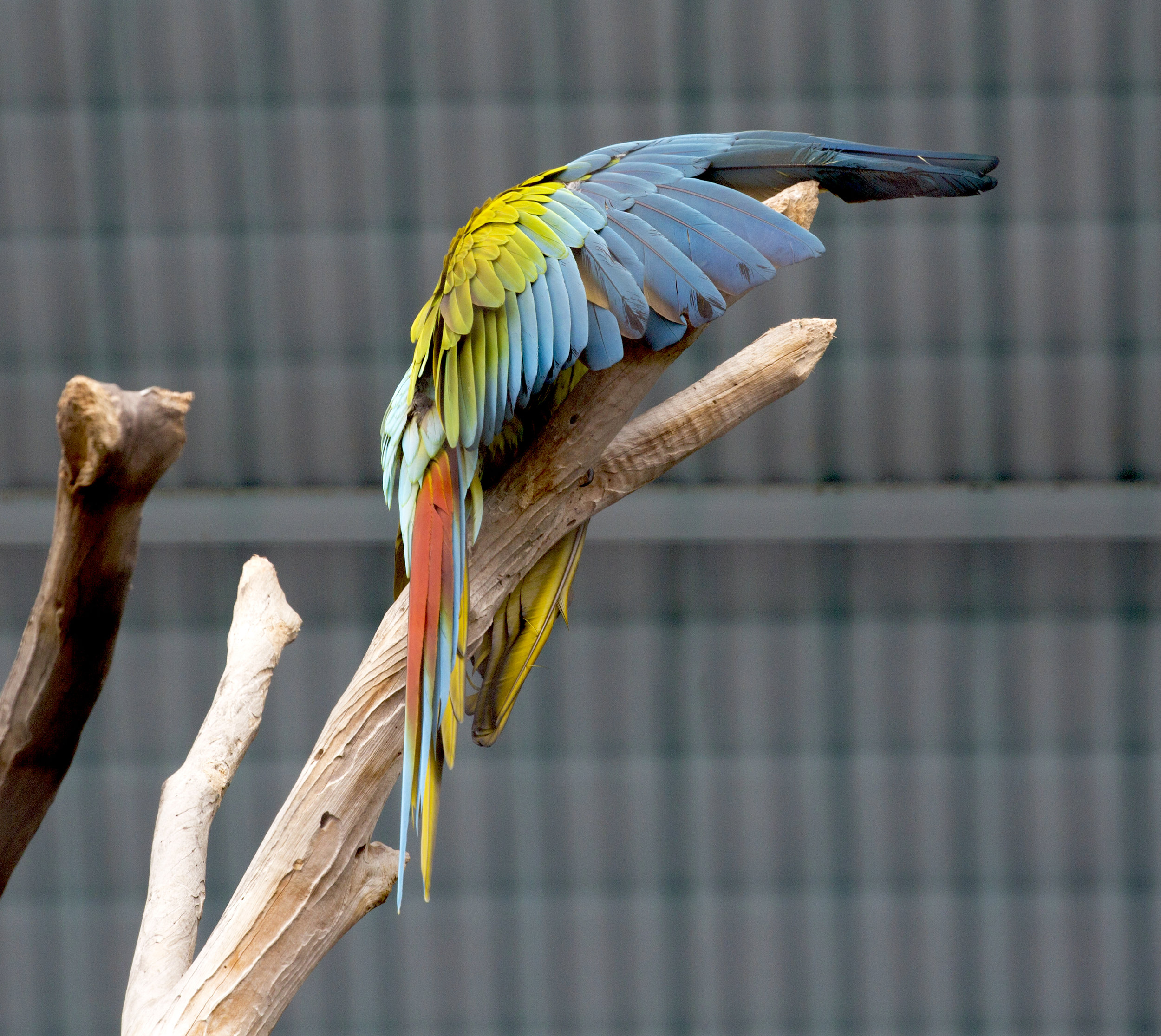 Feathers