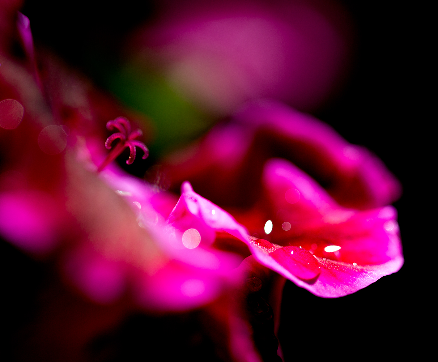 Pelargonium after a storm