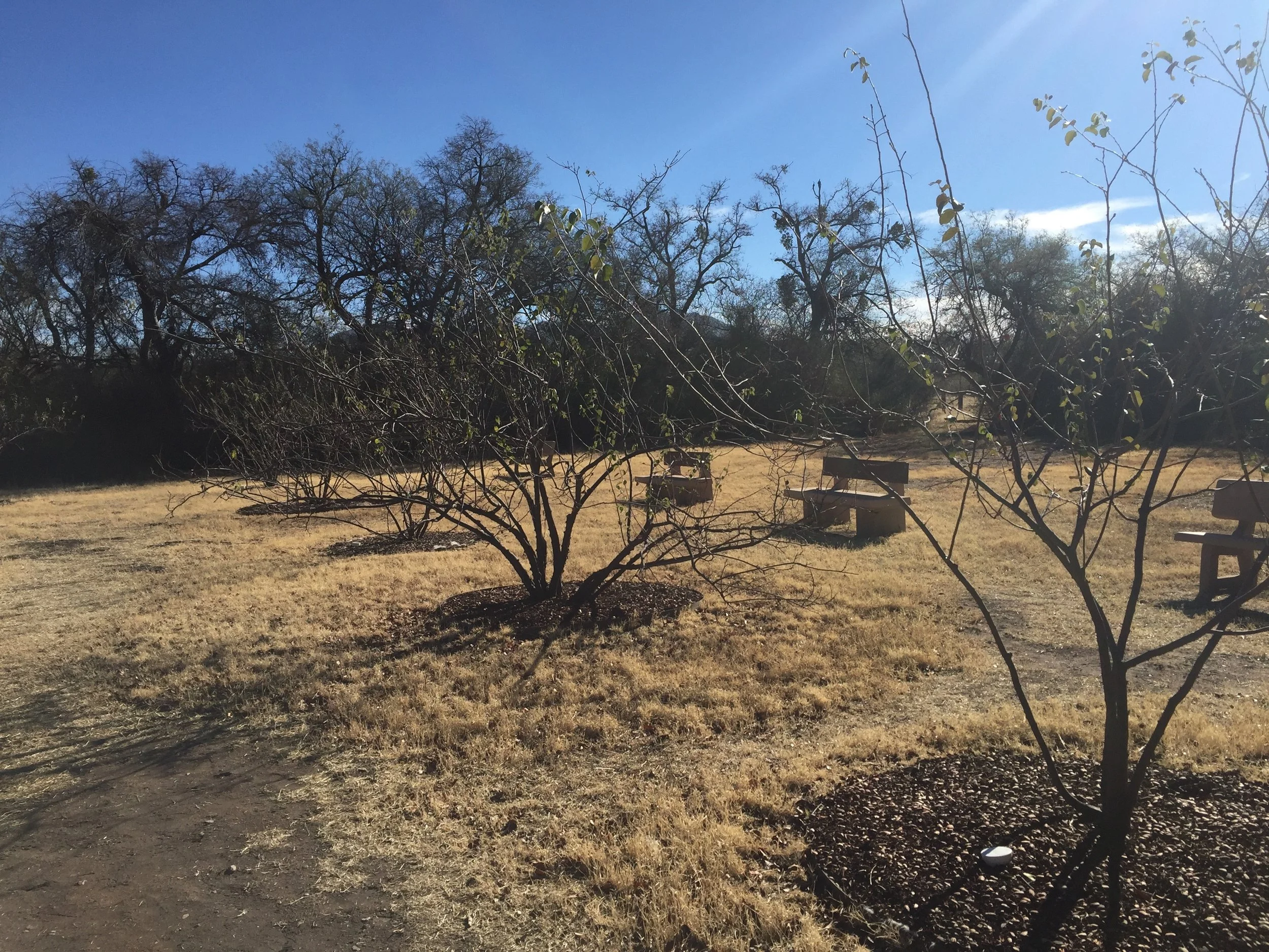 Tumacácori was one of the first sites to revitalize a mission orchard with fruit trees from the Kino Heritage Fruit Trees Project. 