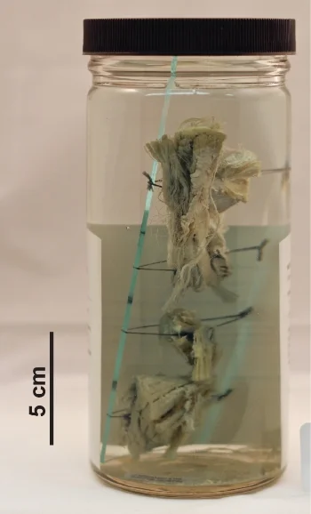 The mystery meat Howes received from Dodge, labelled megatherium. The meat served at the 1951 Explorers Club Annual Dinner. Division of Vertebrate Zoology, YPM HERR 19475. Courtesy of the Peabody Museum of Natural History, Yale University, New Haven, CT, USA. Image courtesy of Matt Davis.