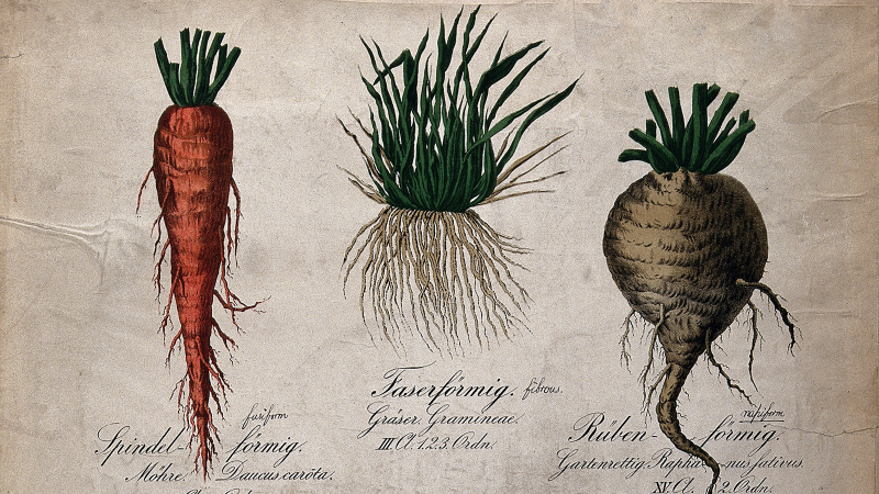 A Case for Kale: Vegetarianism in Victorian England