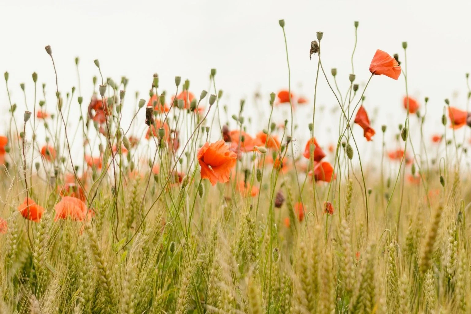 Katrine van Wyk Health and Wellness Coach