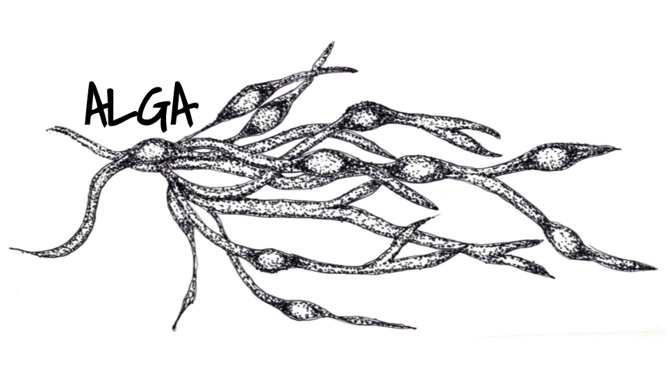 alga.png