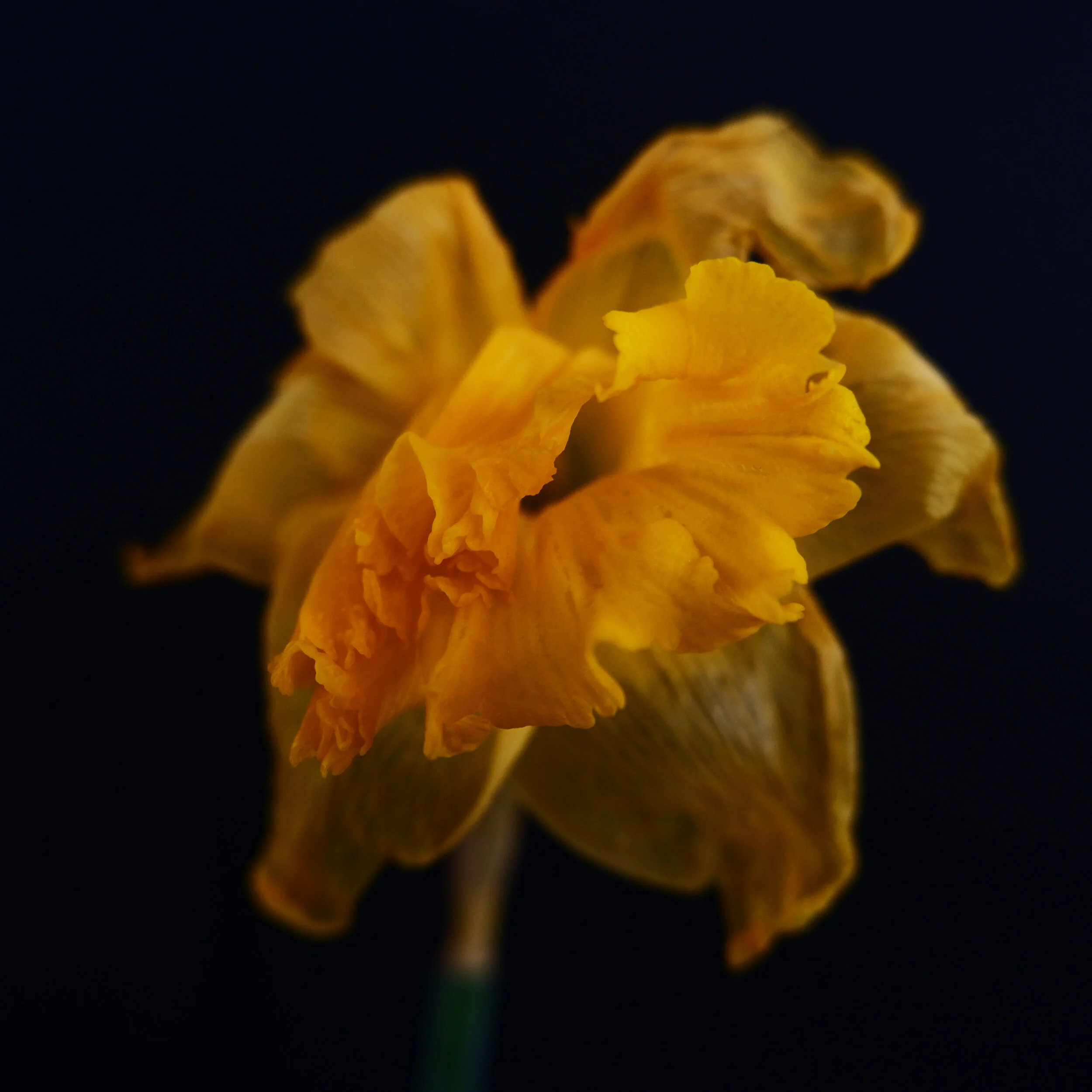 DAFFODIL STUDY 7_COL.JPG