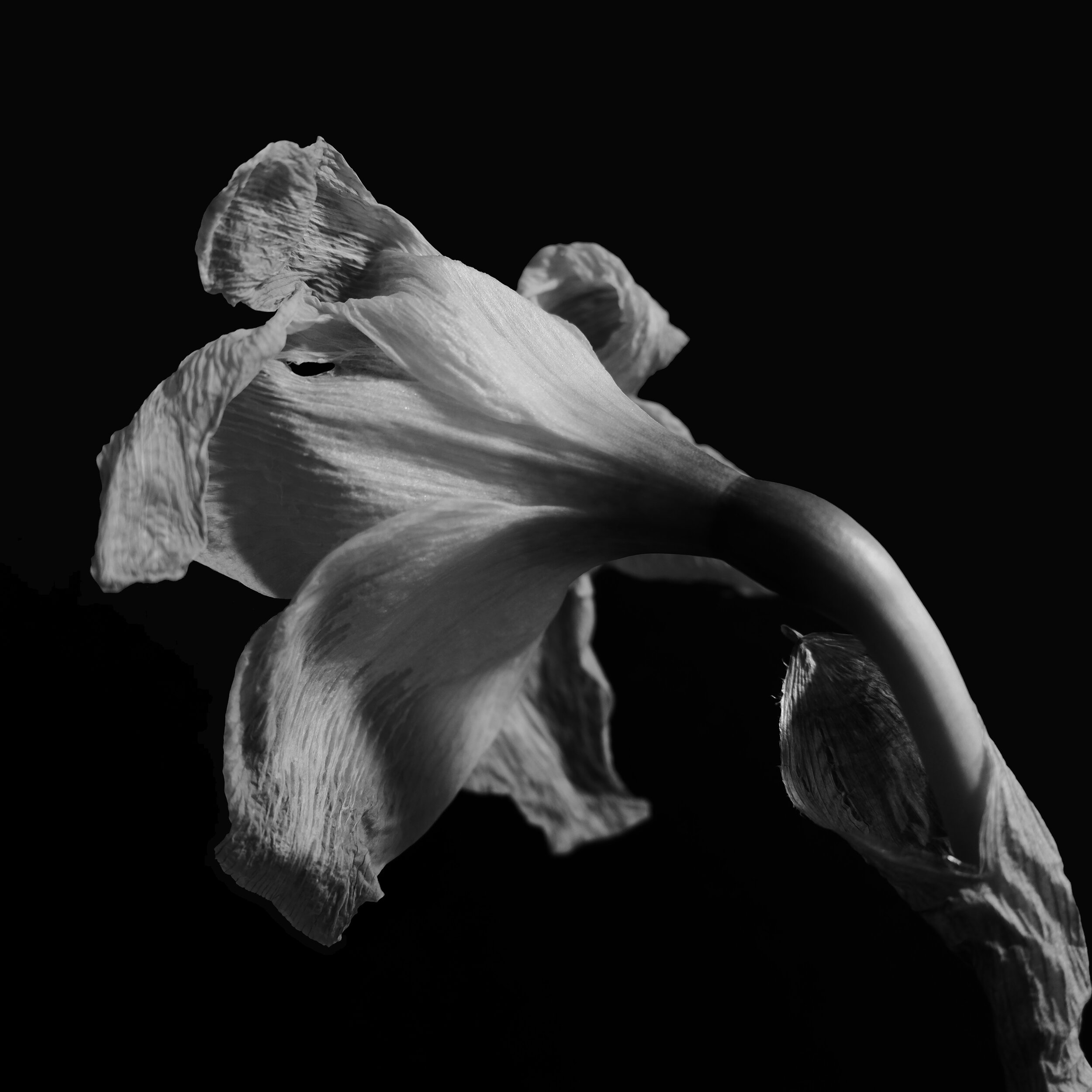 DAFFODIL STUDY 4_BW.JPG