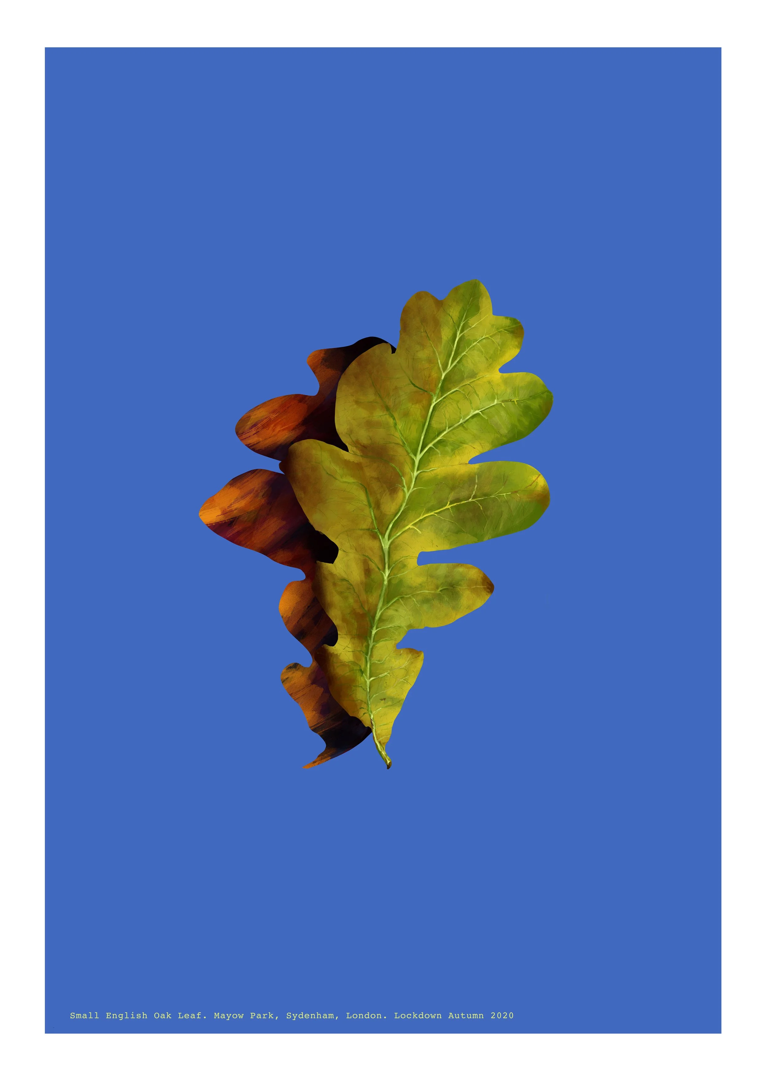 KEVIN_DOLAN_ENGLISH OAK LEAF_AUTUMN_BLUE.jpg