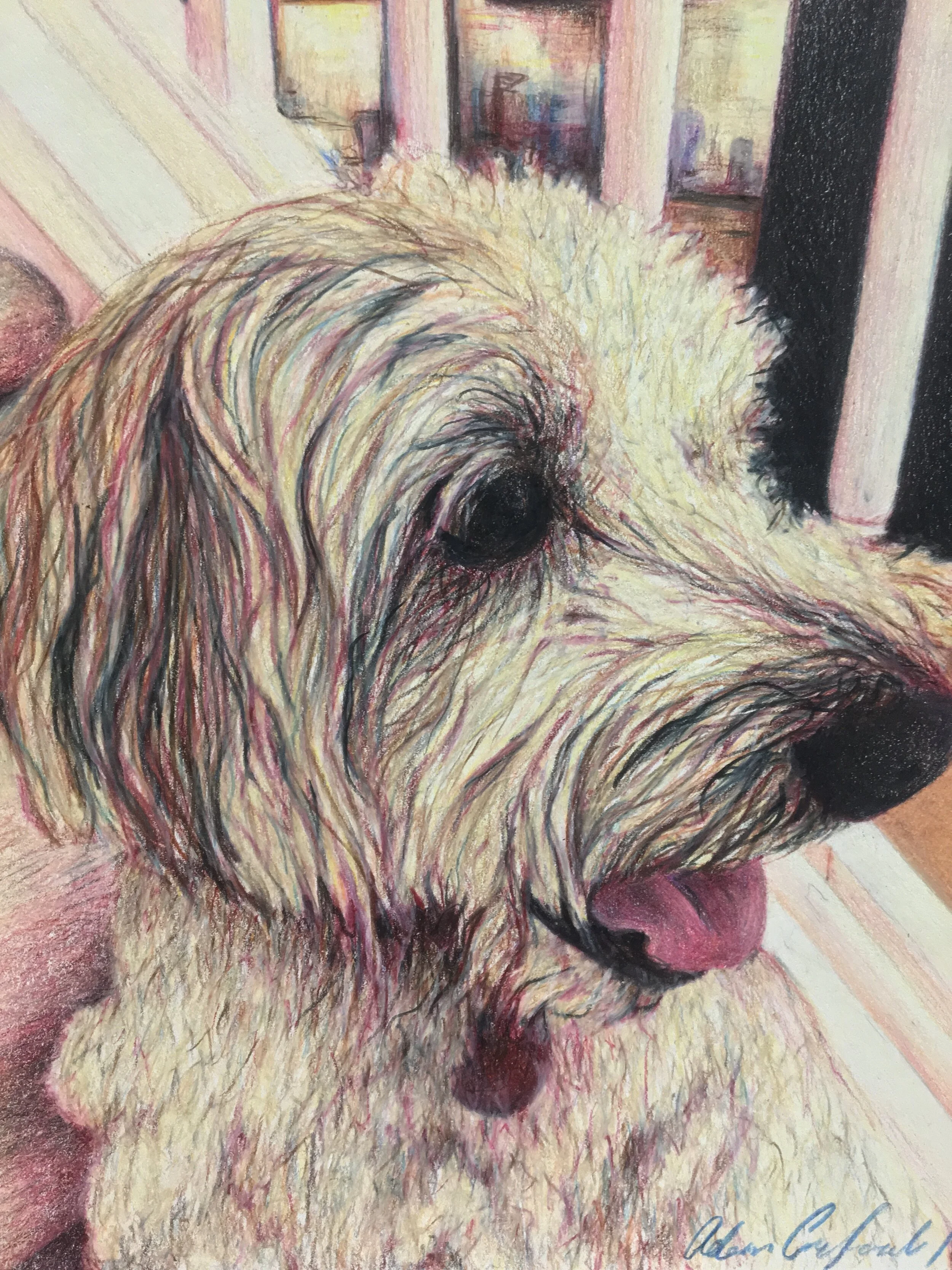 Dog Commission 