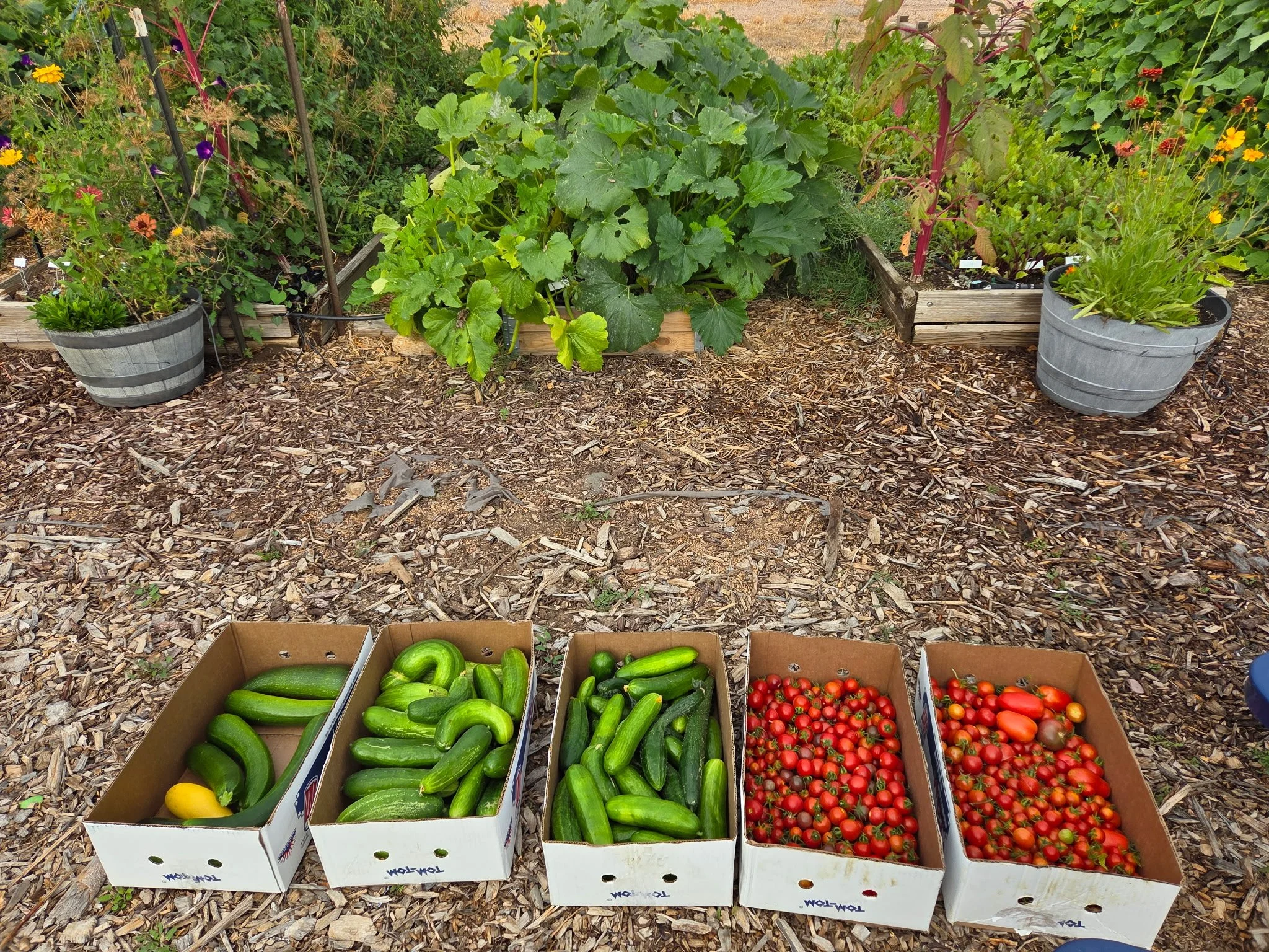 Several boxes of vegetables filled with produce from the WCA Organic Garden