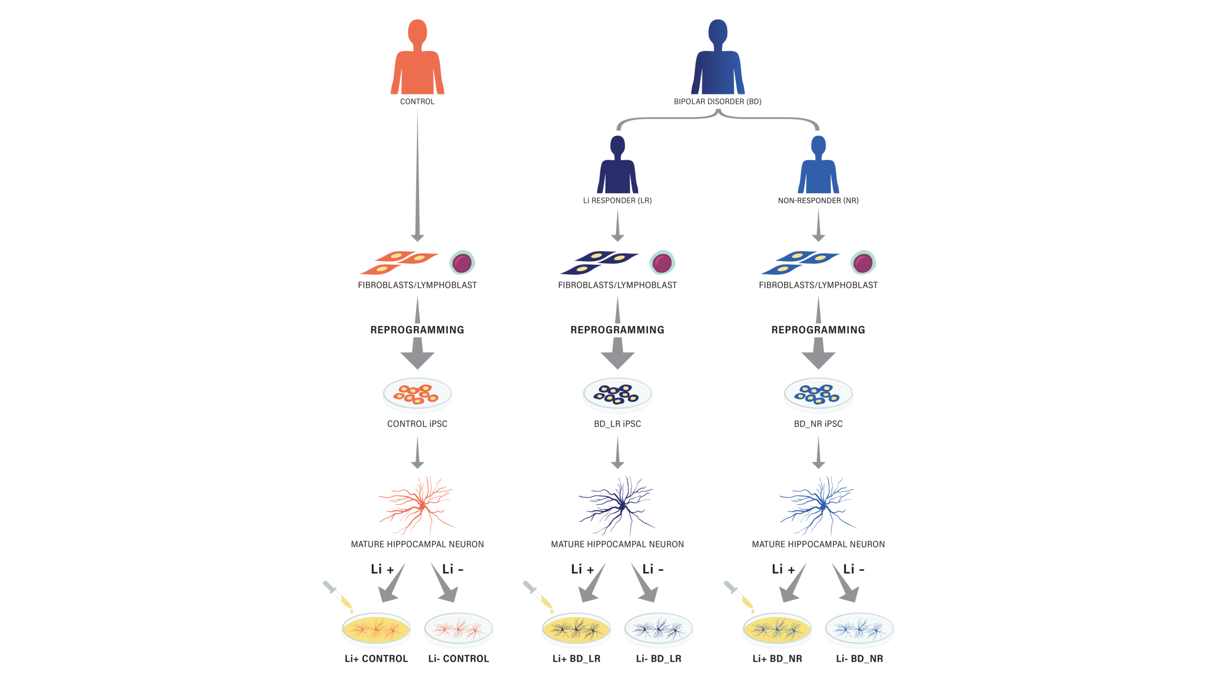  Figure created for UC San Diego Post-Doc research student studying the effects of lithium on bipolar subjects. 