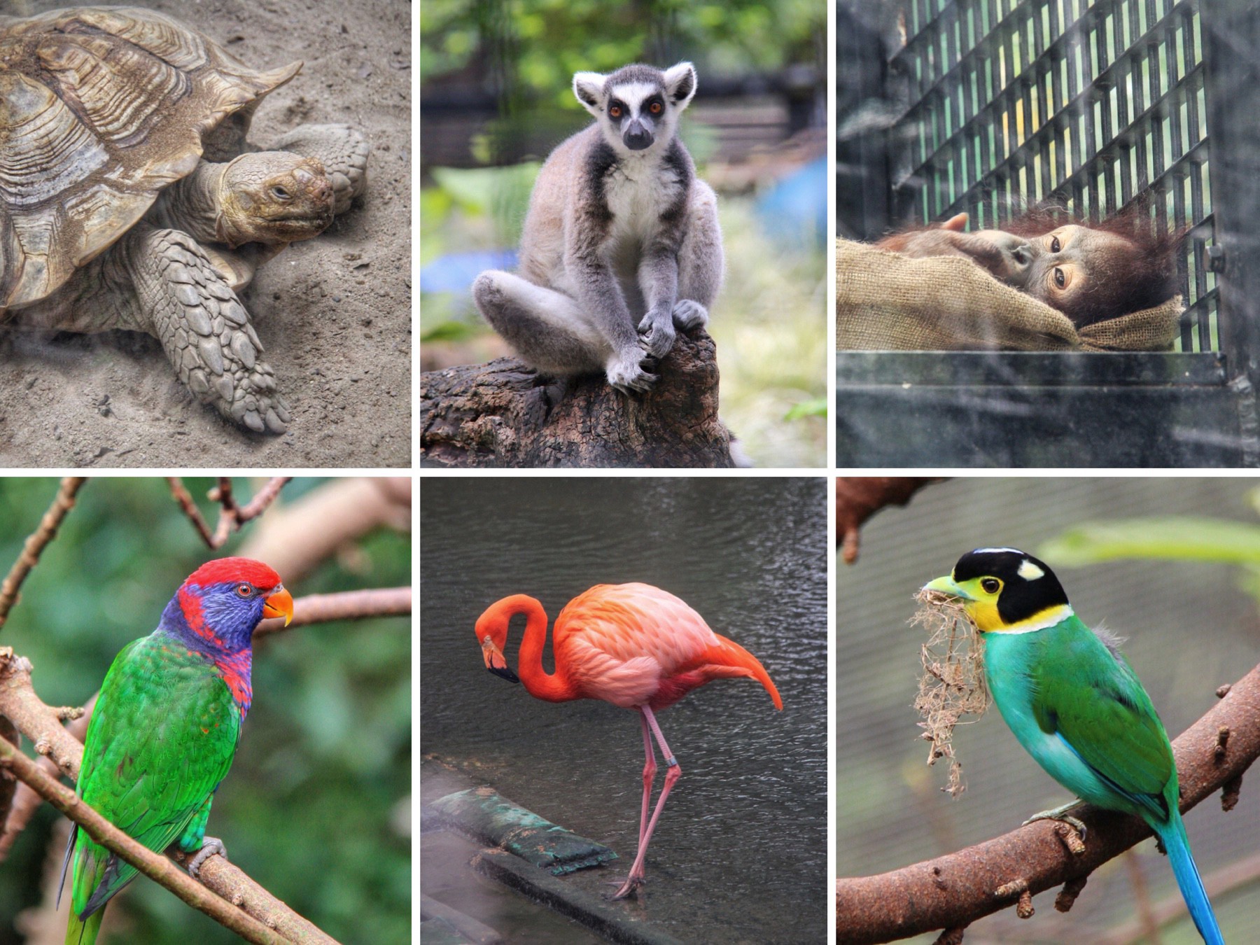 Animals from the Hong Kong Zoological and Edward Youde Aviary