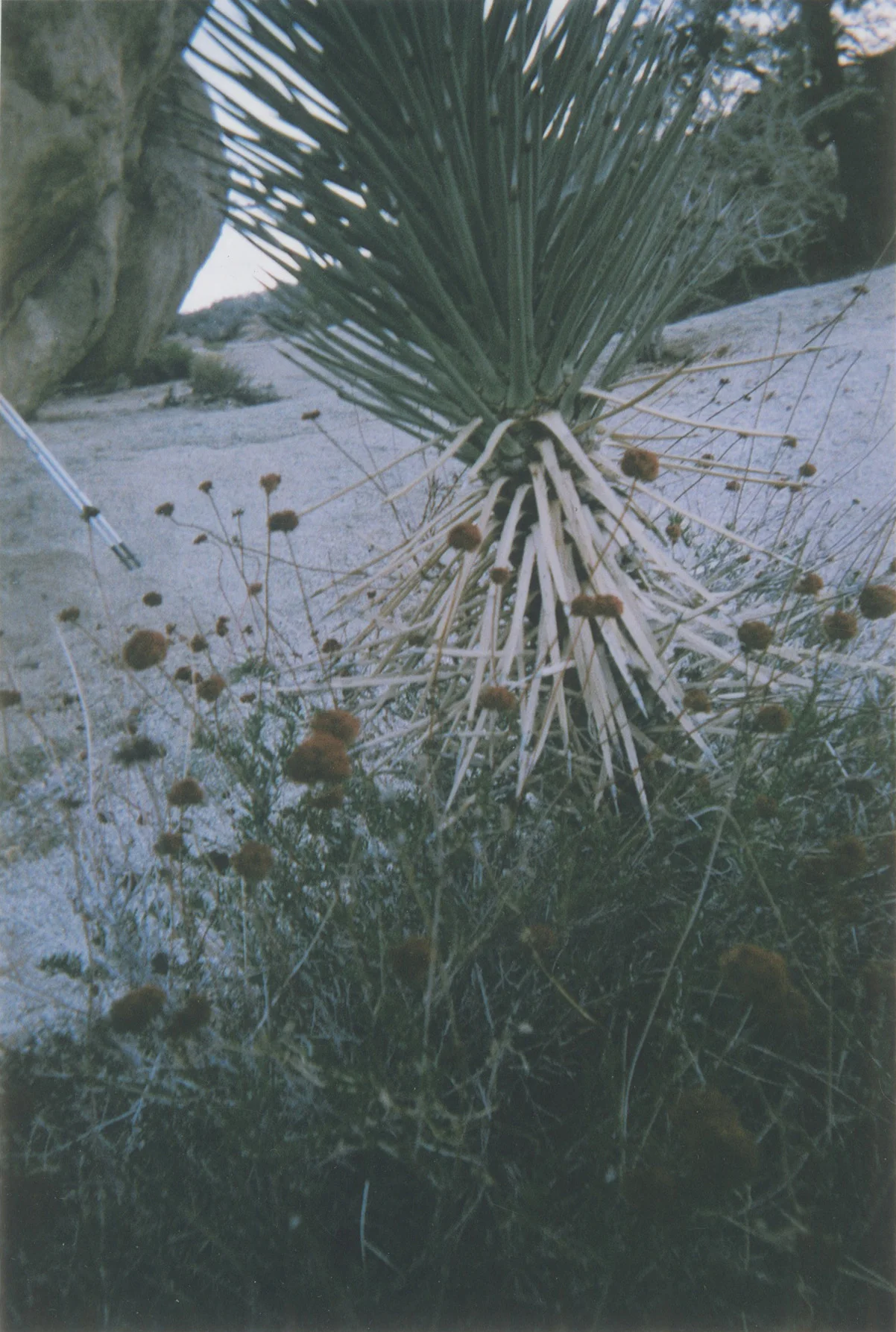 jtree 4.jpg