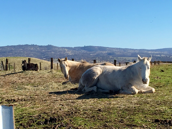 Caramel with mother Tessa and Billy the goat