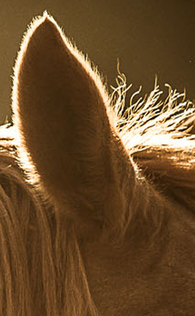 flag-ranch-milton-ca.jpg