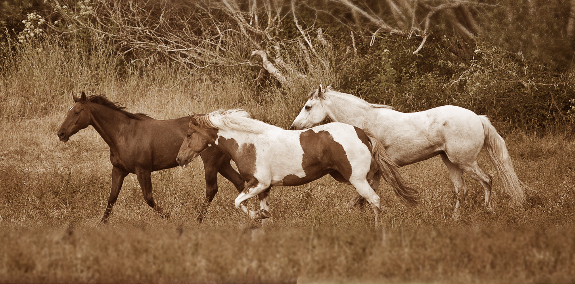 time-01-sepia.png