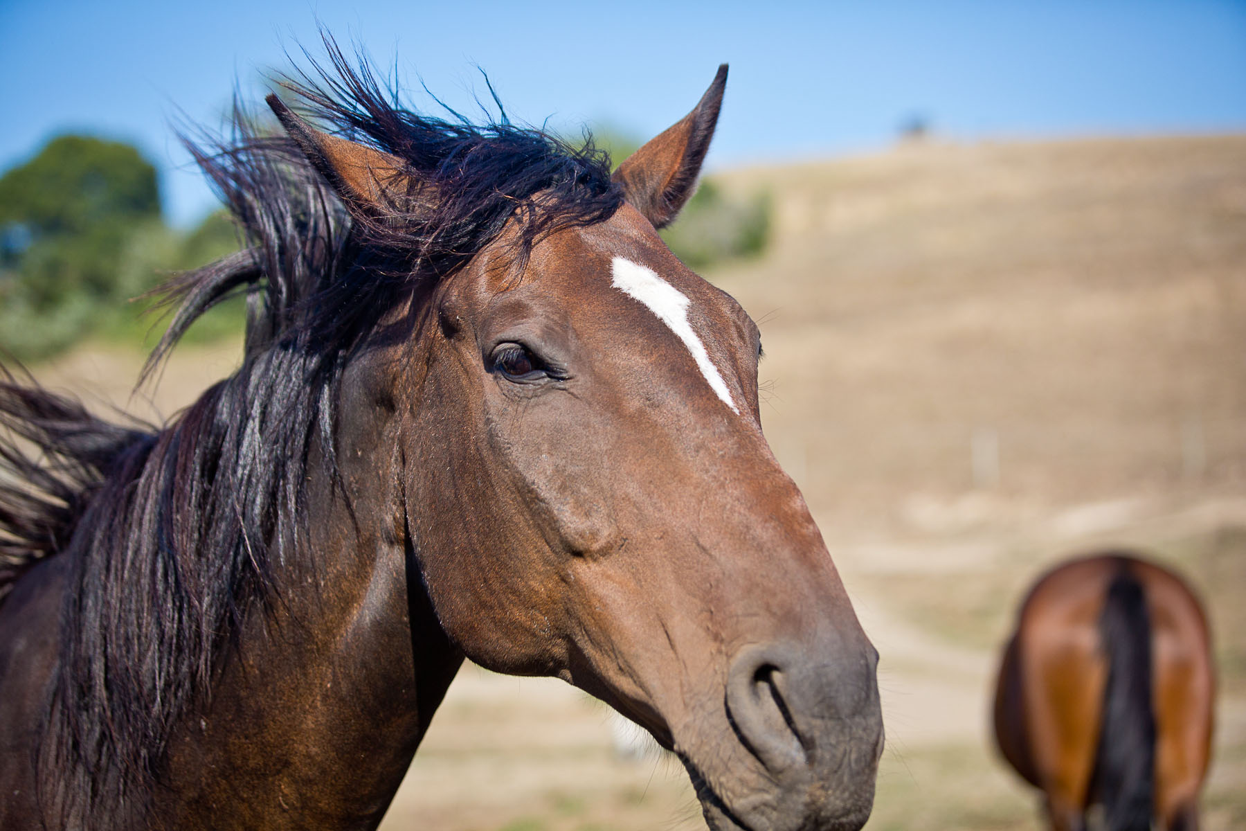 jake-head (deleted a19ddb1f39624b2f53d9138e9d6ab3d4).png