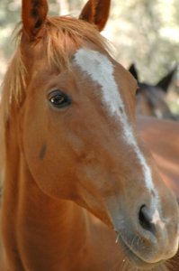 Raja