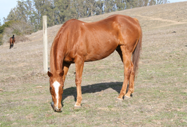 Raja