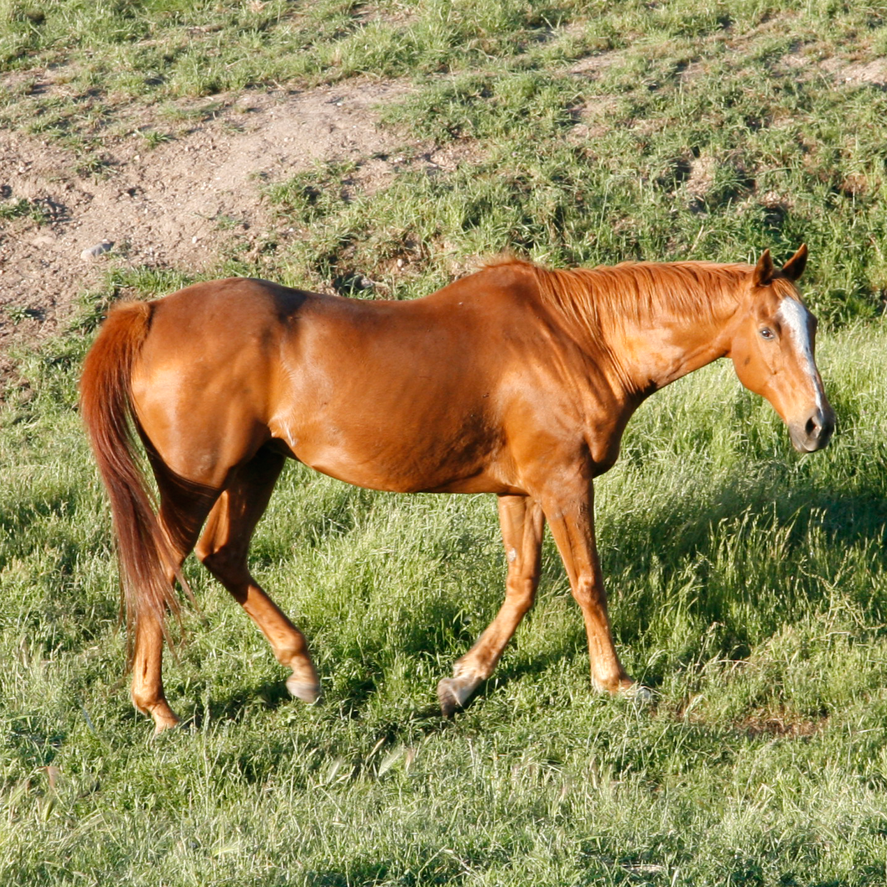 Raja