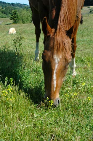 Starr