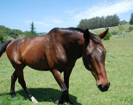 toby-body (deleted 982cf0cbfbfa7f974aa19af7f58a8de5).jpg