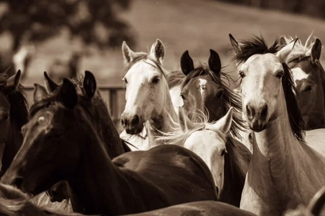 New York Times Exposes the Disapperance of America’s Wild Horses