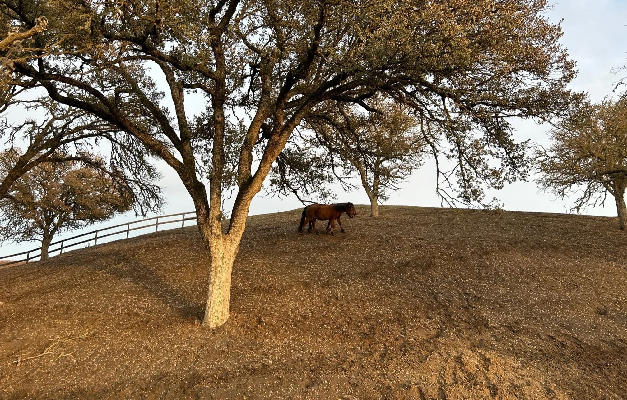 New+image+website+12_Mustangs+under+oak_horizontal.jpg