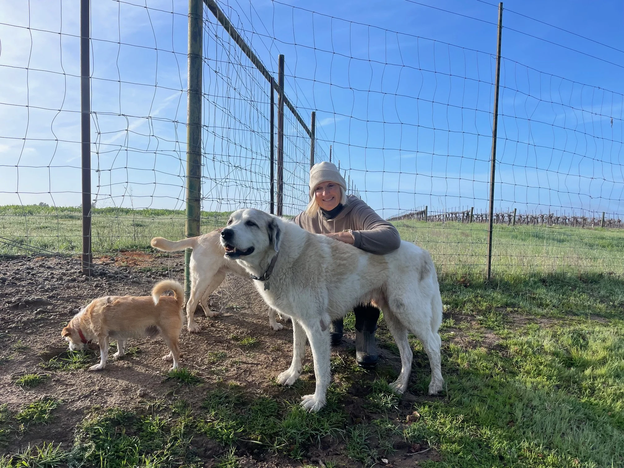 Remembering Bay: Our Fierce and Loving Livestock Guardian Dog