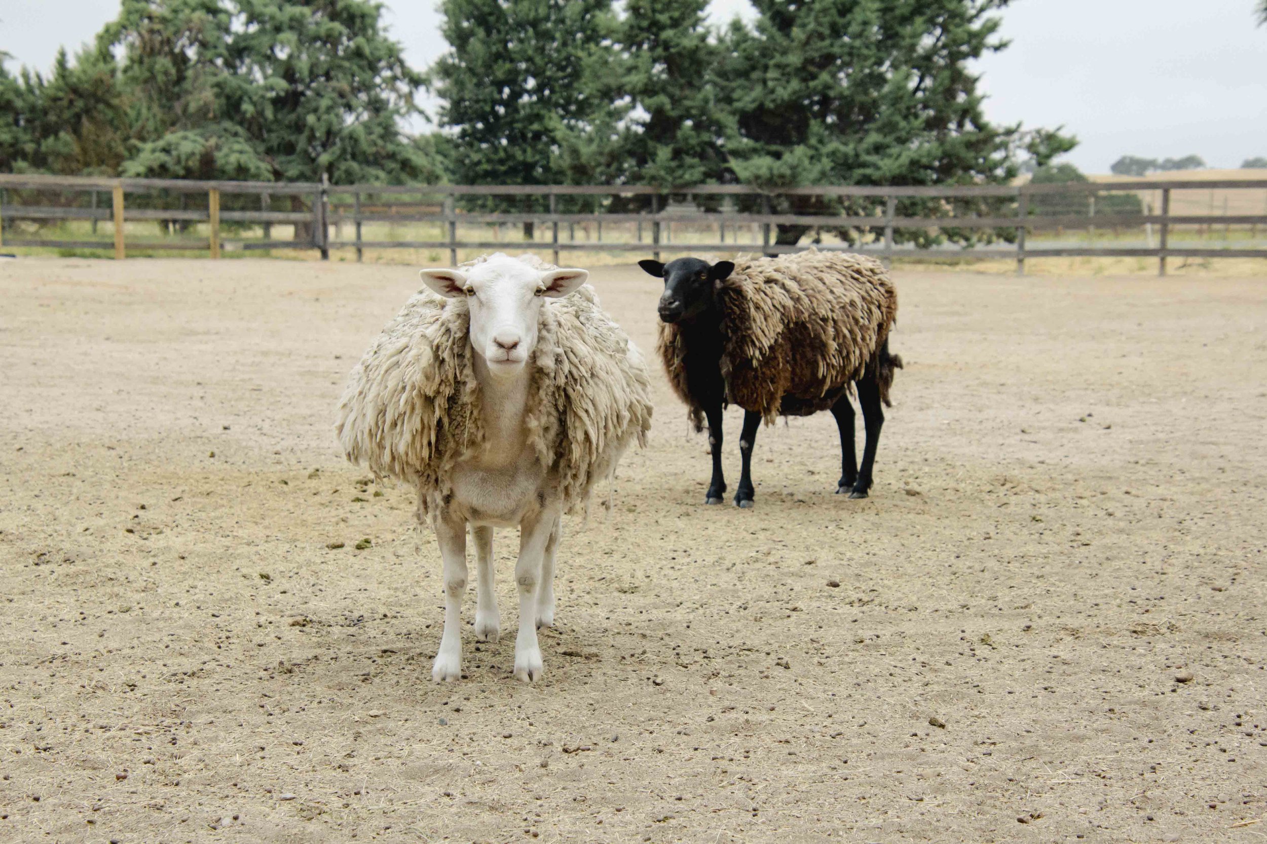 Coconut + Brownie_2024_Guillermo Gusils.jpg