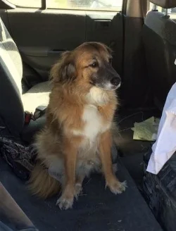 Indy gets so sad when we are packing up to go to Burning Man.