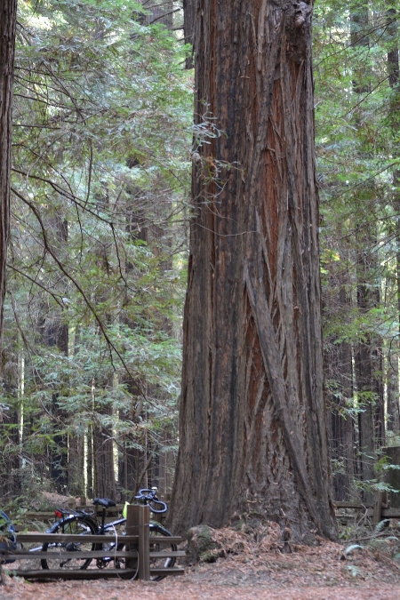 In Humboldt Redwoods State Park