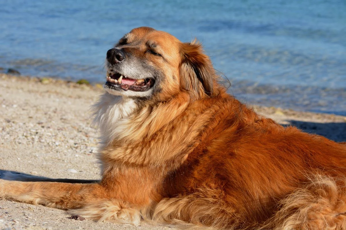 Indy is a very happy beach dog :)