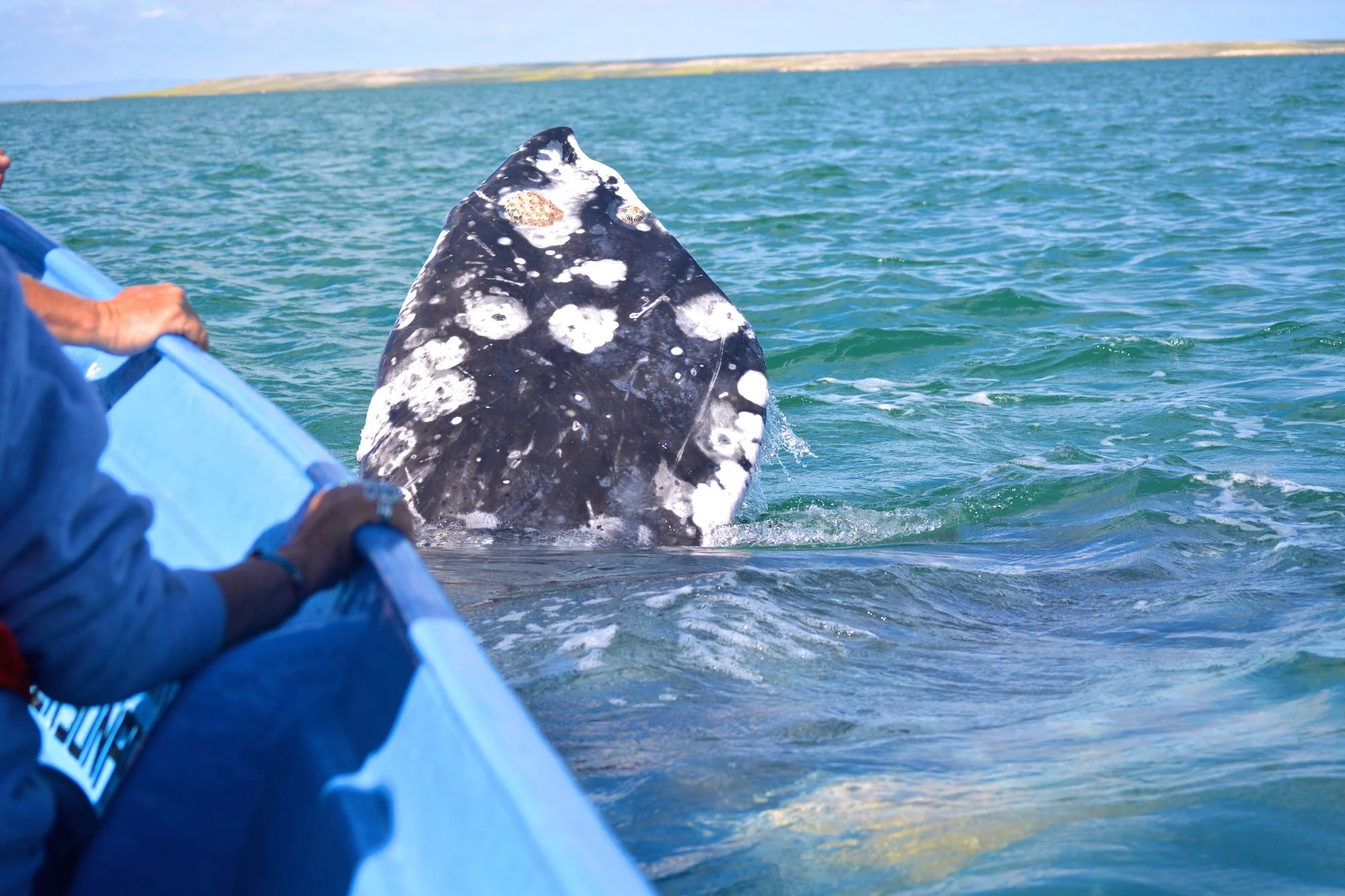 gray_whale_watching_baja_mexico_5.jpg