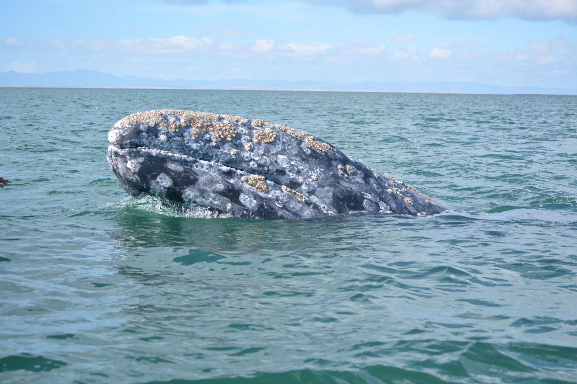 gray_whale_watching_baja_mexico_5.jpg