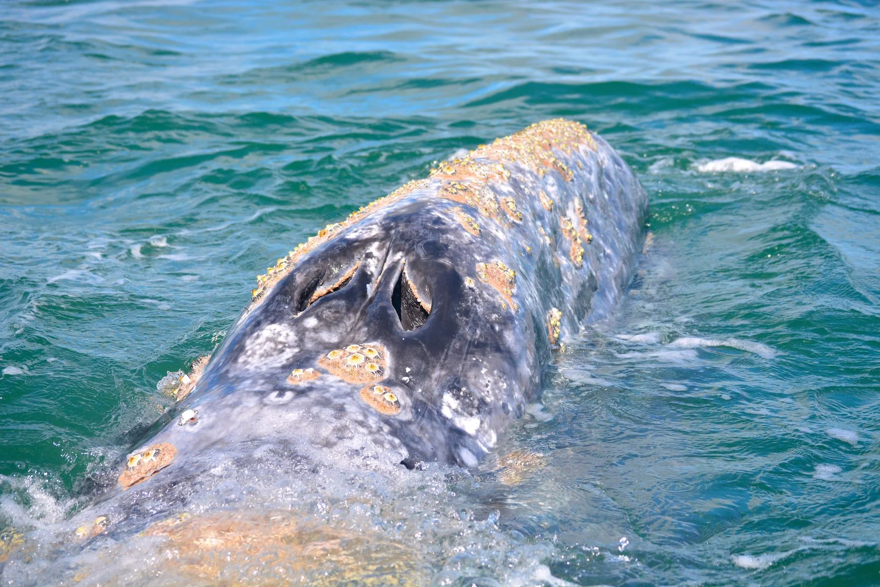 gray_whale_watching_baja_mexico_7.jpg