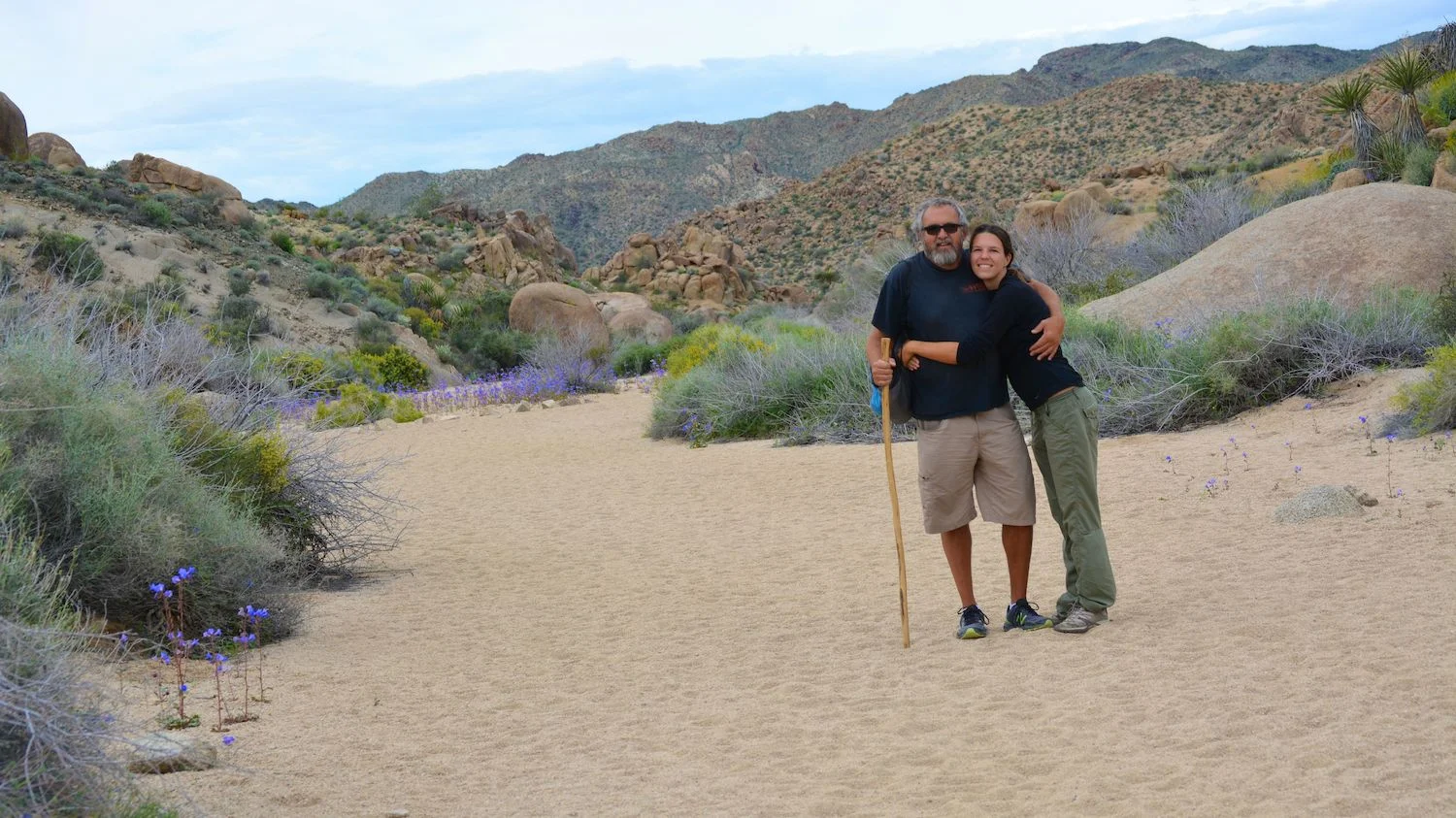Wildflowers blooming in Joshua Tree National Park.