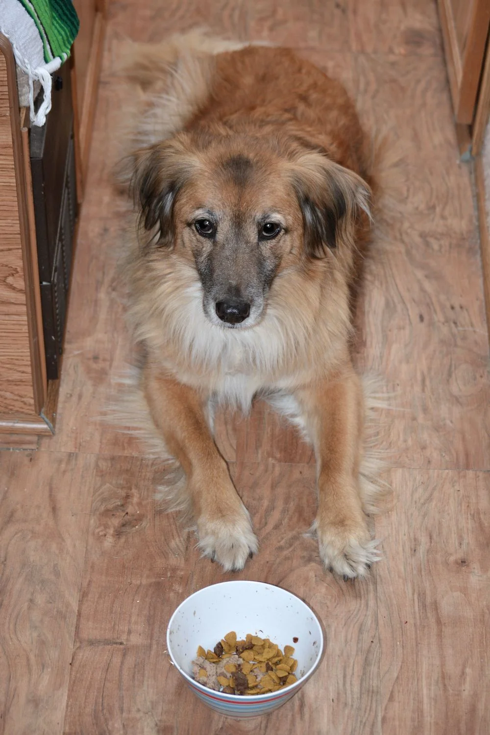 indy lays down and stays before eating