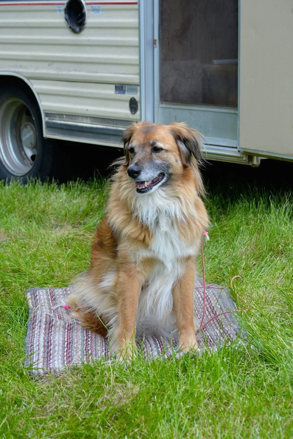 indy sits on his "bed"