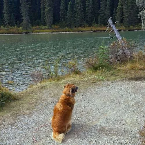 Indy on river copy.jpg
