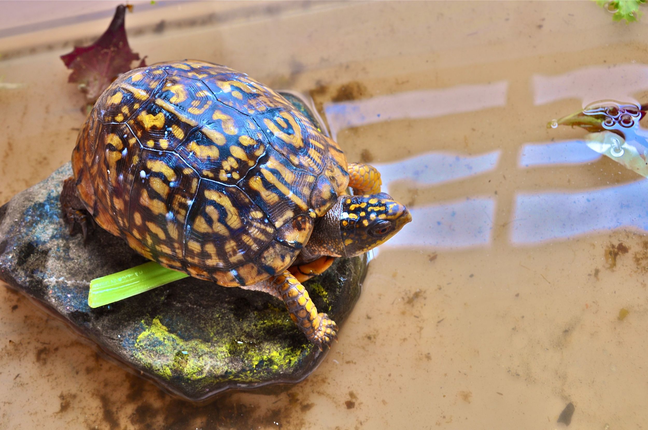 the-newest-additition-to-the-art-barn-the-pet-box-turtle-crumpets.jpg