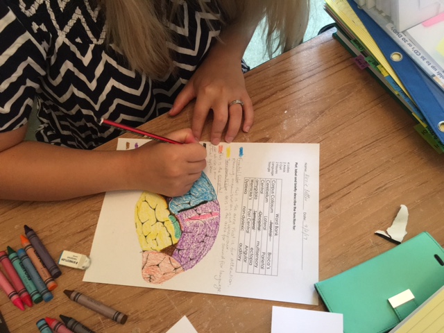 Engaging (and identifying) the different parts of the brain. 